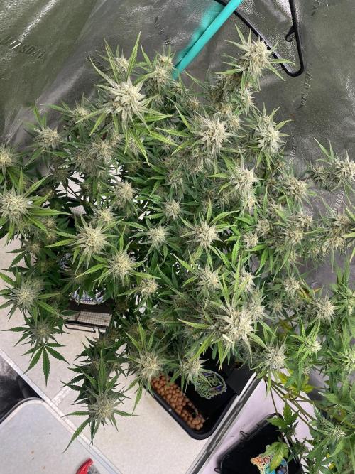 BB3, Cookies n Creamix, Mondo Smash. Week 9