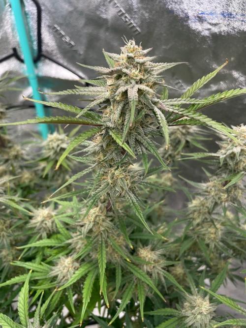 BB3, Cookies n Creamix, Mondo Smash. Week 9
