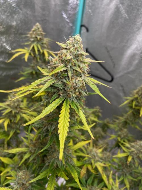 BB3, Cookies n Creamix, Mondo Smash. Week 9