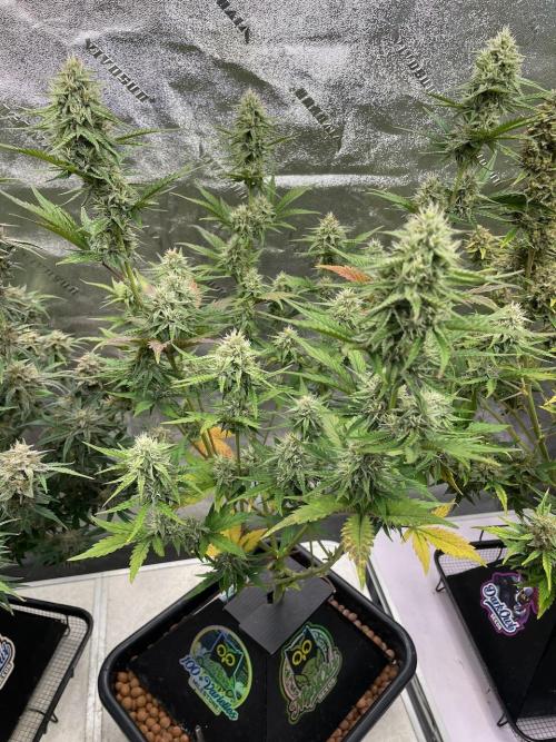 Plug-in-a-Tub: Compound V. Week 7
