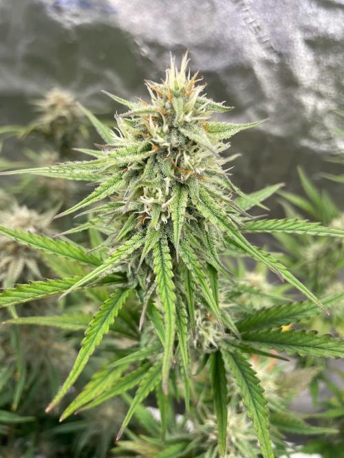 Plug-in-a-Tub: Compound V. Week 7