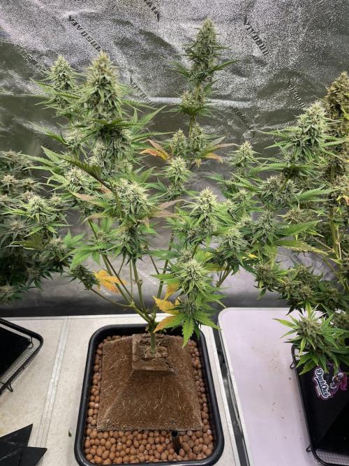 Plug-in-a-Tub: Compound V. Week 7