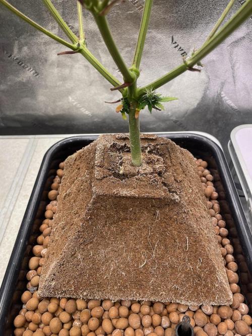 Plug-in-a-Tub: Compound V. Week 7