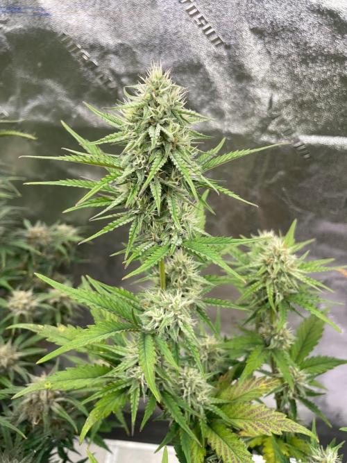 Plug-in-a-Tub: Compound V. Week 7