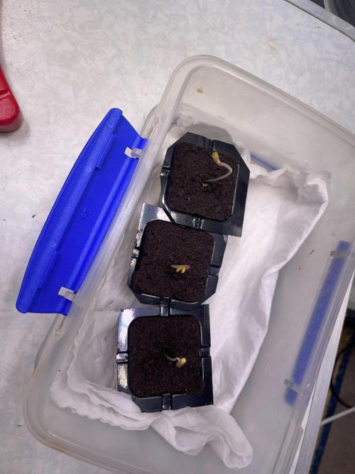 wizards apprentice, crinkled cookies,. Week 1