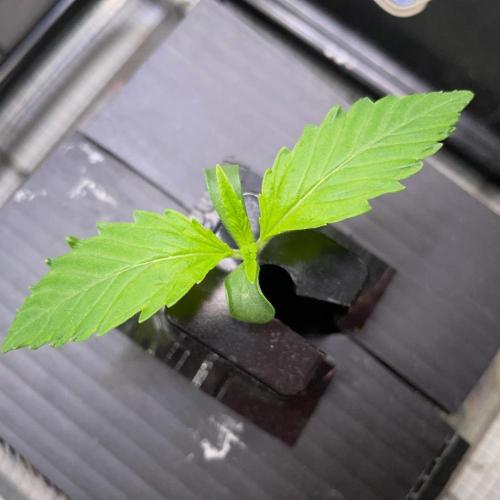 wizards apprentice, crinkled cookies,. Week 1