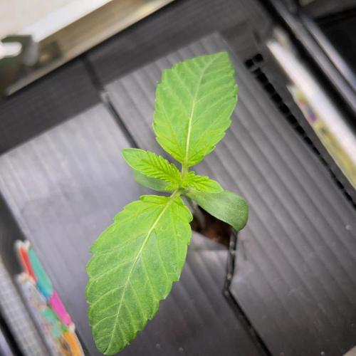wizards apprentice, crinkled cookies,. Week 1
