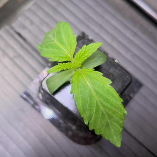 wizards apprentice, crinkled cookies,. Week 1