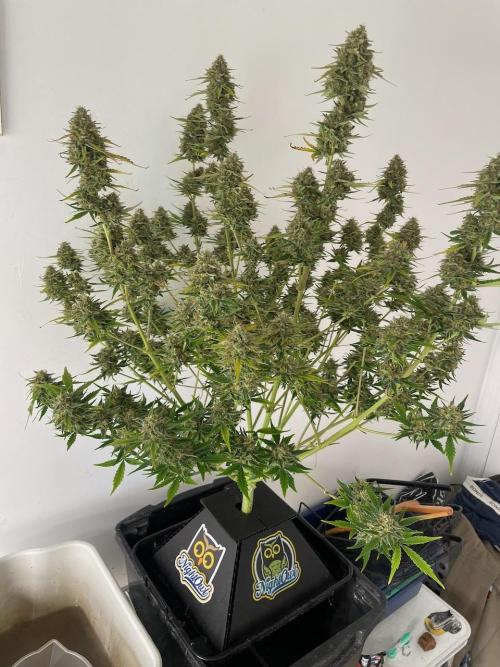 BB3, Cookies n Creamix, Mondo Smash. Week 10