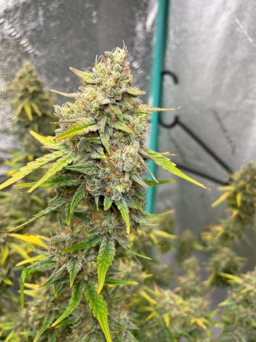 BB3, Cookies n Creamix, Mondo Smash. Week 10