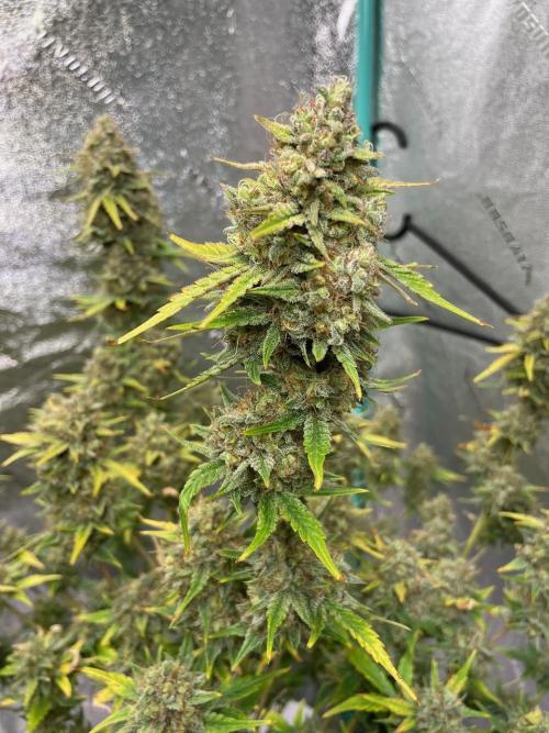 BB3, Cookies n Creamix, Mondo Smash. Week 10