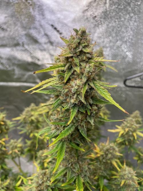 BB3, Cookies n Creamix, Mondo Smash. Week 10