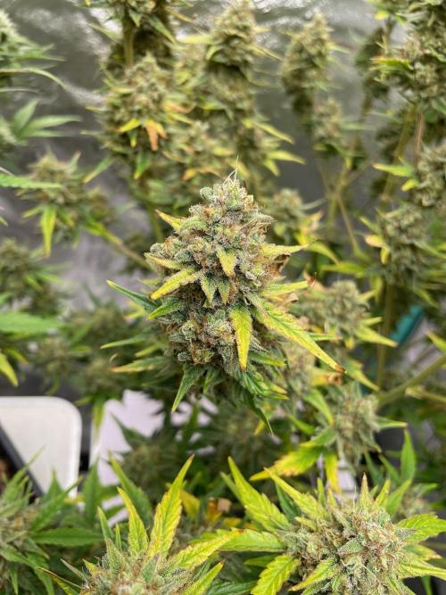 BB3, Cookies n Creamix, Mondo Smash. Week 10