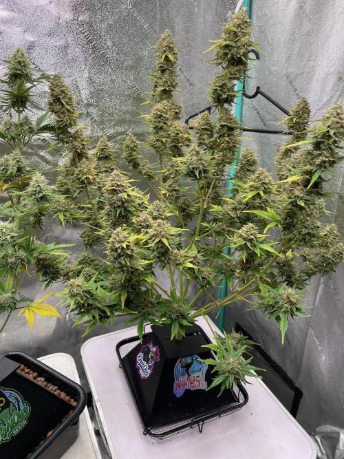 BB3, Cookies n Creamix, Mondo Smash. Week 10
