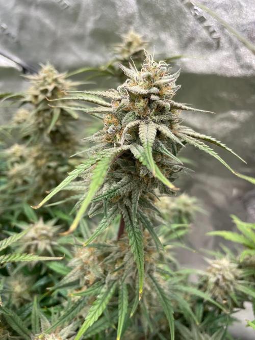 BB3, Cookies n Creamix, Mondo Smash. Week 10