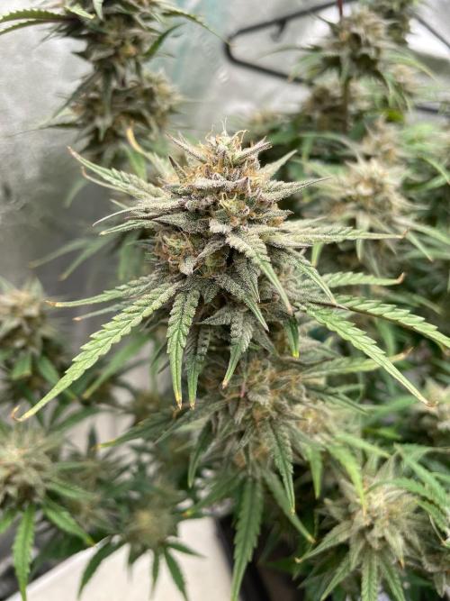 BB3, Cookies n Creamix, Mondo Smash. Week 10