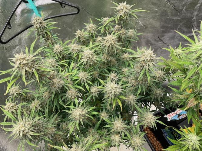 BB3, Cookies n Creamix, Mondo Smash. Week 10