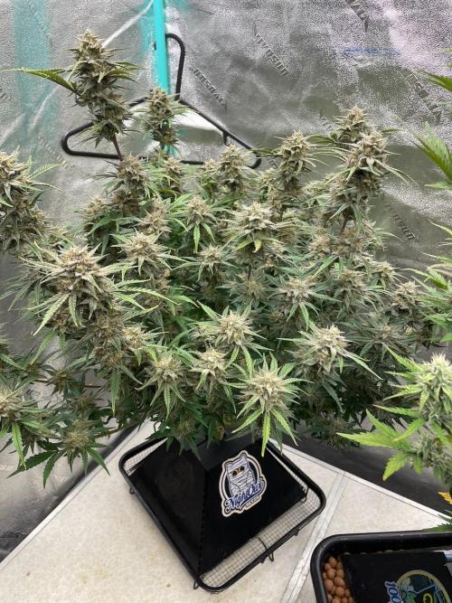 BB3, Cookies n Creamix, Mondo Smash. Week 10