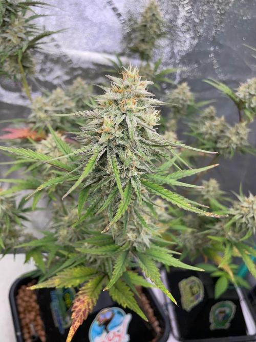 Plug-in-a-Tub: Compound V. Week 8