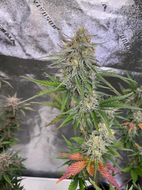 Plug-in-a-Tub: Compound V. Week 8
