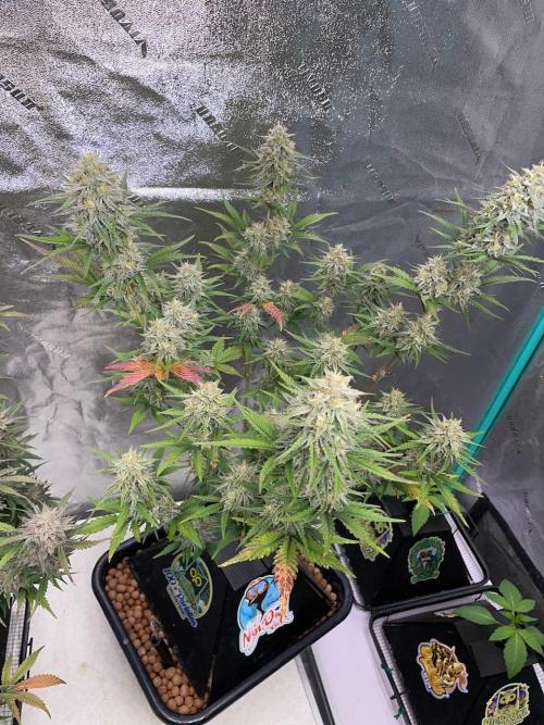Plug-in-a-Tub: Compound V. Week 8