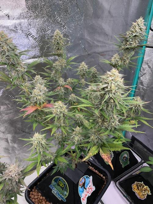 Plug-in-a-Tub: Compound V. Week 8