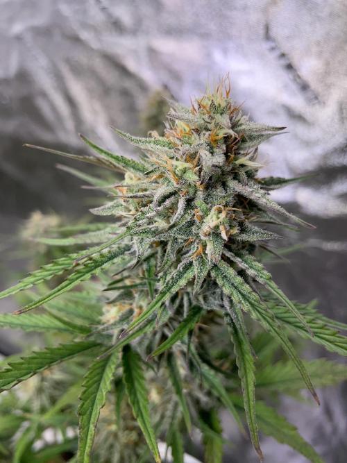 Compound V. Week 8