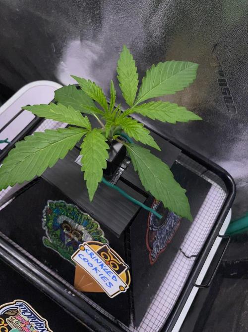 wizards apprentice, crinkled cookies,. Week 2