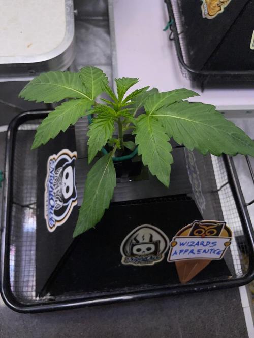 wizards apprentice, crinkled cookies,. Week 2