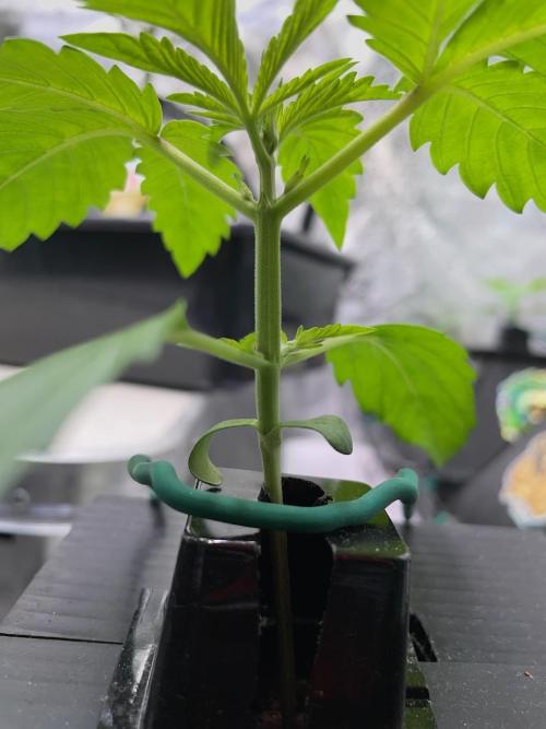 wizards apprentice, crinkled cookies,. Week 2