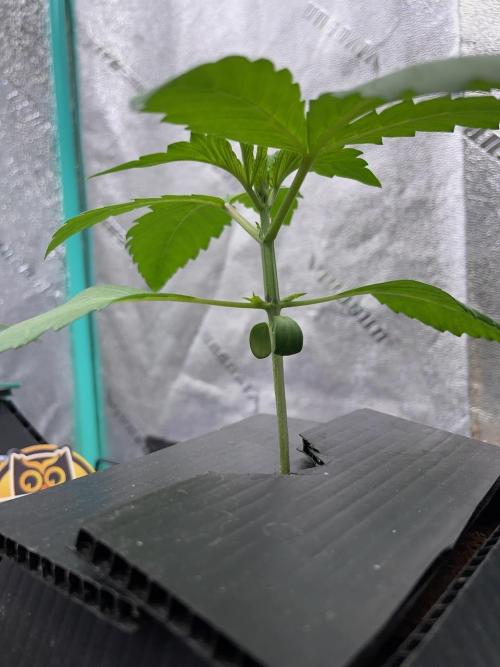 wizards apprentice, crinkled cookies,. Week 2