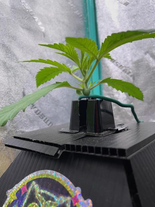 wizards apprentice, crinkled cookies,. Week 2