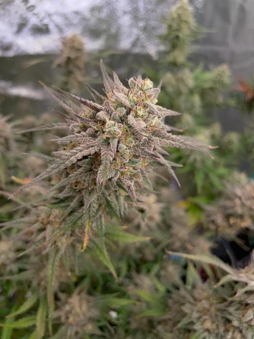 BB3, Cookies n Creamix, Mondo Smash. Week 11 - Week 11 cookies n creamix