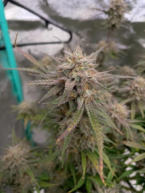 BB3, Cookies n Creamix, Mondo Smash. Week 11
