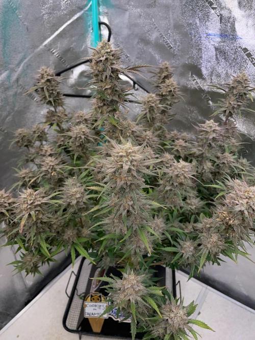 BB3, Cookies n Creamix, Mondo Smash. Week 11