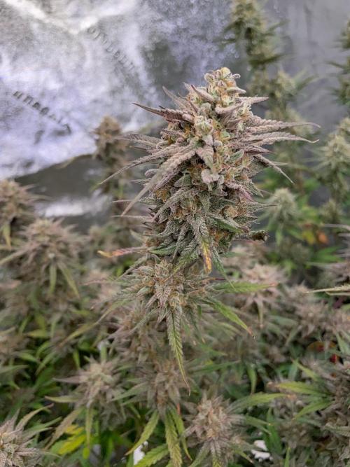 BB3, Cookies n Creamix, Mondo Smash. Week 11