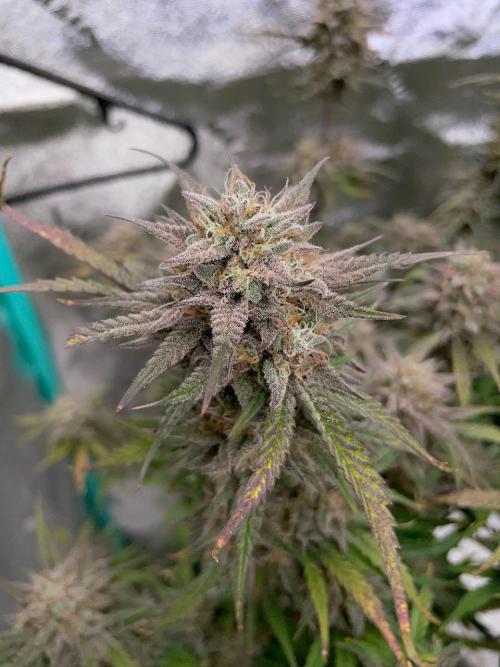 BB3, Cookies n Creamix, Mondo Smash. Week 11