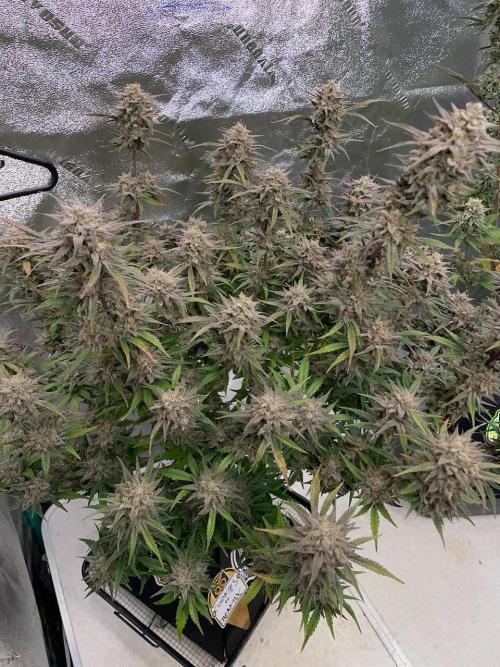 BB3, Cookies n Creamix, Mondo Smash. Week 11