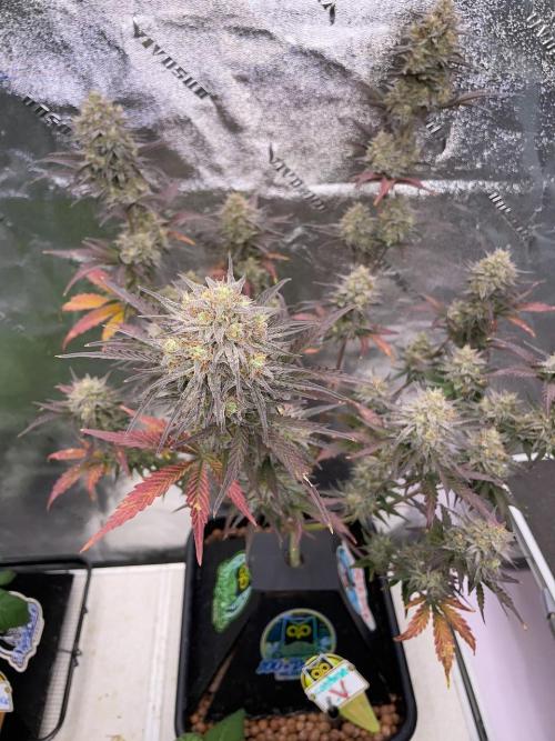 Plug-in-a-Tub: Compound V. Week 9