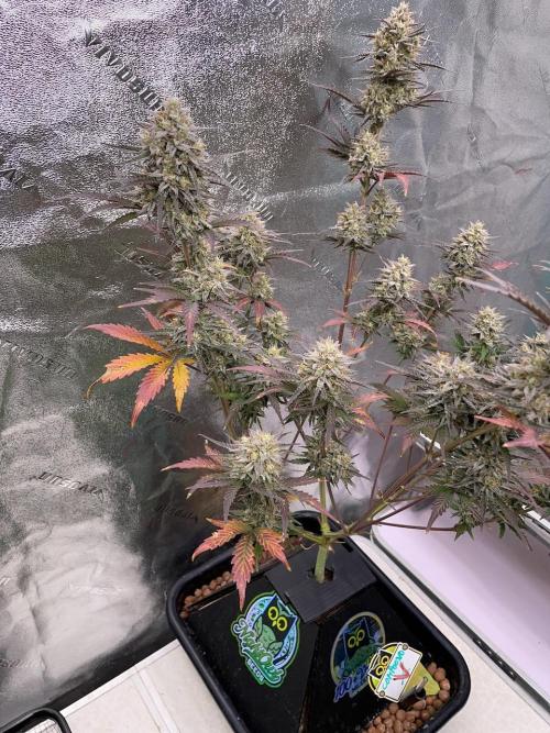 Plug-in-a-Tub: Compound V. Week 9