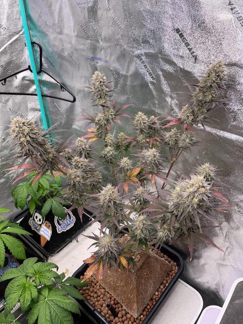 Plug-in-a-Tub: Compound V. Week 9