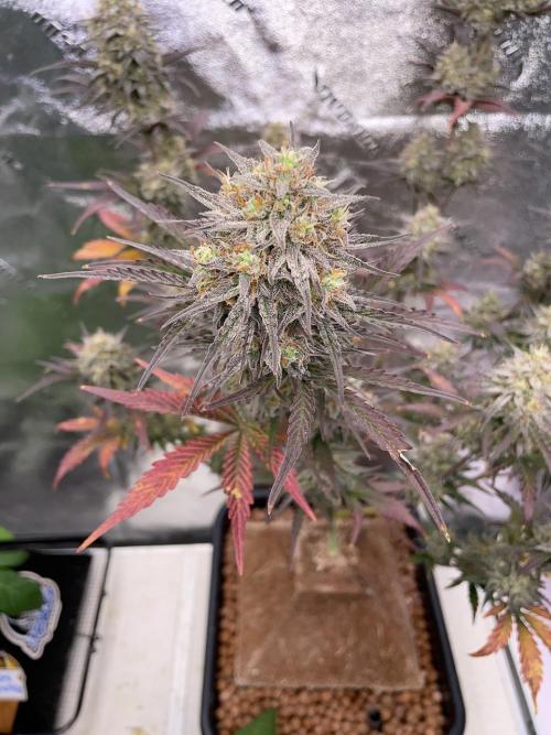 Plug-in-a-Tub: Compound V. Week 9