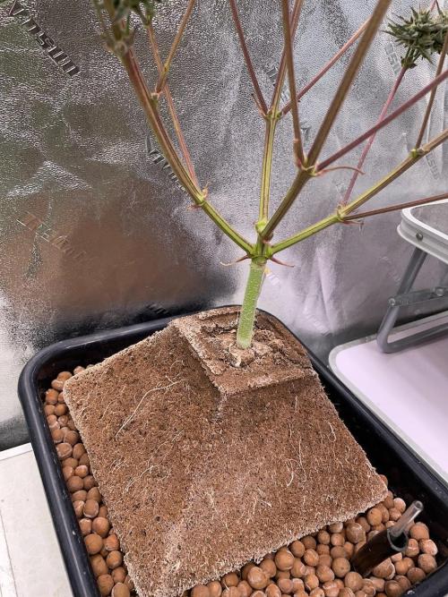 Plug-in-a-Tub: Compound V. Week 9