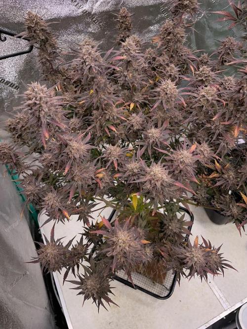 BB3, Cookies n Creamix, Mondo Smash. Week 12