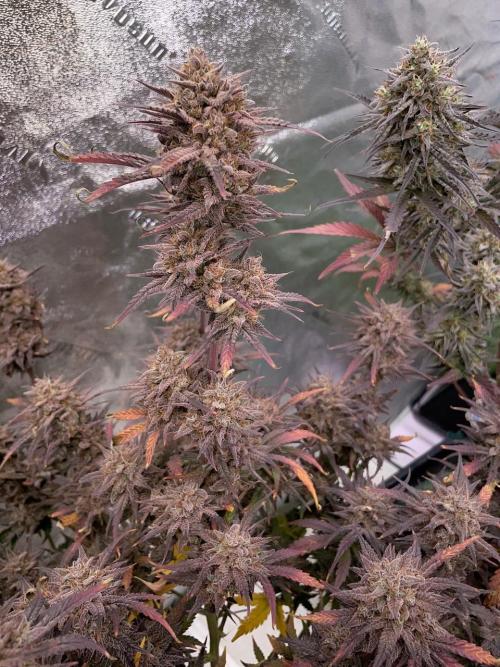 BB3, Cookies n Creamix, Mondo Smash. Week 12