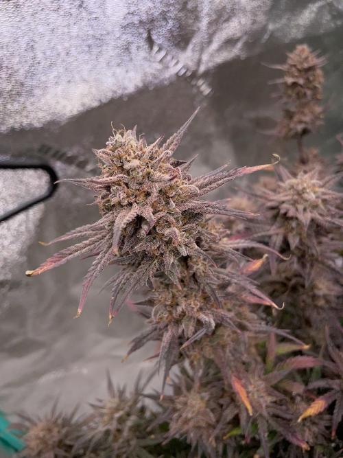 BB3, Cookies n Creamix, Mondo Smash. Week 12