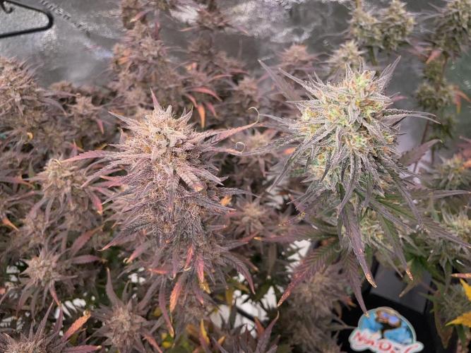 BB3, Cookies n Creamix, Mondo Smash. Week 12 - Cookies n Creamix, Compound V on right