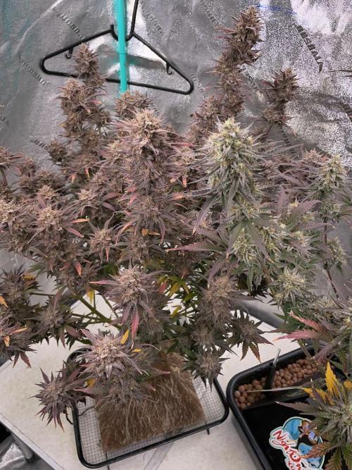 BB3, Cookies n Creamix, Mondo Smash. Week 12