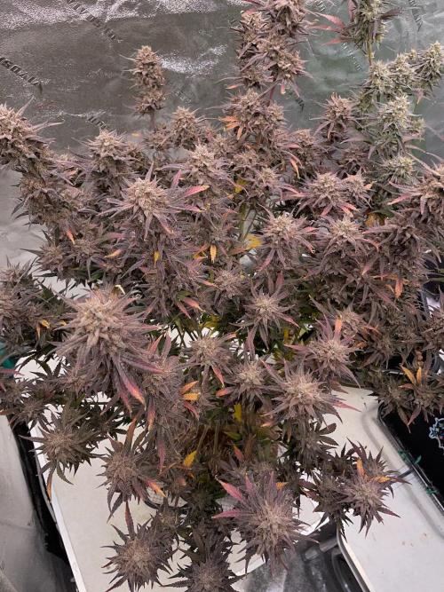 BB3, Cookies n Creamix, Mondo Smash. Week 12