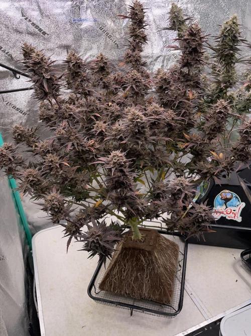 BB3, Cookies n Creamix, Mondo Smash. Week 12